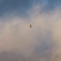 The Myth of Etana: A short story