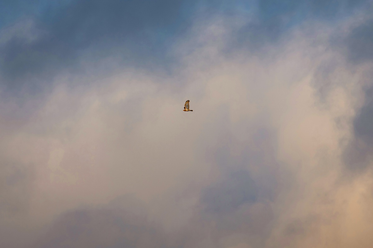 The Myth of Etana: A short story